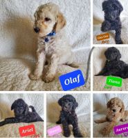 Labradoodle Puppies for sale in Oklahoma City, OK, USA. price: NA