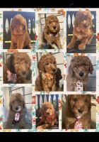 Labradoodle Puppies for sale in 1246 S Washington Ave, Kankakee, IL 60901, USA. price: NA