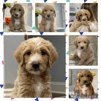 Labradoodle Puppies for sale in 313 Christopher Luke Cir, Perry, GA 31069, USA. price: NA