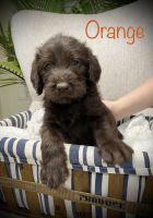 Labradoodle Puppies for sale in Mt Holly, NC, USA. price: NA