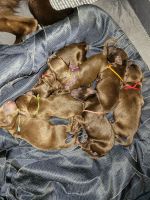 Labradoodle Puppies for sale in Baltimore, MD, USA. price: NA