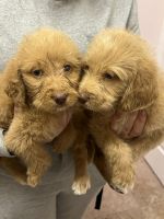 Labradoodle Puppies for sale in West Sacramento, CA, USA. price: NA