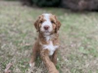 Labradoodle Puppies for sale in Saltville, VA, USA. price: NA