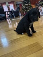 Labradoodle Puppies for sale in 10125 IN-62, Bristow, IN 47515, USA. price: NA