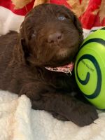 Labradoodle Puppies for sale in Rexburg, ID, USA. price: NA