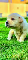 Labradoodle Puppies for sale in Shamshabad, Hyderabad, Telangana 501218, India. price: 20 INR
