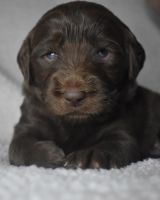 Labradoodle Puppies for sale in Newnan, GA, USA. price: NA