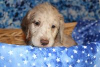 Labradoodle Puppies for sale in Callahan, FL 32011, USA. price: NA