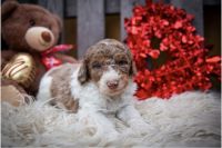 Labradoodle Puppies for sale in Wilmington, IL 60481, USA. price: NA