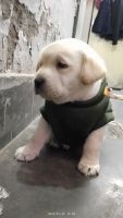 Labradoodle Puppies for sale in Jankipuram Extension, Lucknow, Uttar Pradesh, India. price: 11000 INR