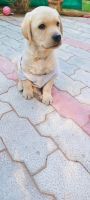 Labradoodle Puppies for sale in Gandhinagar, Gujarat, India. price: 13000 INR