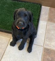 Labradoodle Puppies for sale in Lake Odessa, MI 48849, USA. price: NA