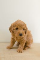 Labradoodle Puppies for sale in Saratoga Springs, UT 84045, USA. price: NA