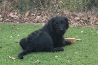 Labradoodle Puppies for sale in Port Charlotte, FL, USA. price: NA