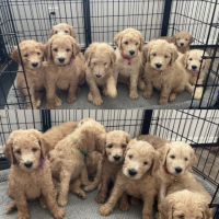 Labradoodle Puppies for sale in San Diego, CA, USA. price: NA