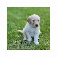 Labradoodle Puppies for sale in Salem, OR, USA. price: $1,500