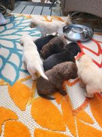 Labradoodle Puppies for sale in Aberdeen, WA, USA. price: $1,000