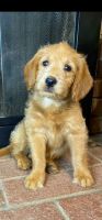 Labradoodle Puppies for sale in Murfreesboro, AR 71958, USA. price: $200