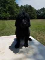 Labradoodle Puppies for sale in 2723 Coke Rd, Mountain Grove, MO 65711, USA. price: $500