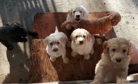 Labradoodle Puppies for sale in Roseburg, OR, USA. price: $1,000