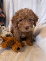 Labradoodle Puppies for sale in Vista, CA, USA. price: $1,800