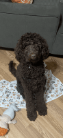 Labradoodle Puppies for sale in Torrance, CA, USA. price: $1,000