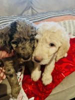 Labradoodle Puppies for sale in Post Falls, ID 83854, USA. price: $900