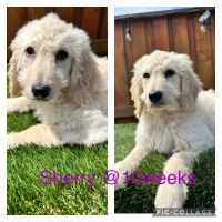 Labradoodle Puppies for sale in Hollister, CA 95023, USA. price: $850