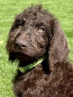 Labradoodle Puppies for sale in Rexburg, ID, USA. price: $600