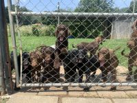 Labradoodle Puppies for sale in Donelson, Nashville, TN, USA. price: $450