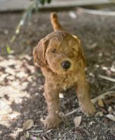 Labradoodle Puppies for sale in Penryn, CA, USA. price: $2,000