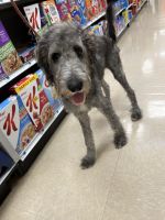 Labradoodle Puppies for sale in Flushing, MI 48433, USA. price: $3,000