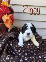 Labradoodle Puppies for sale in Paris Township, MI, USA. price: $3,495