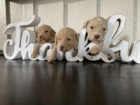 Labradoodle Puppies for sale in 1246 S Washington Ave, Kankakee, IL 60901, USA. price: $1,500