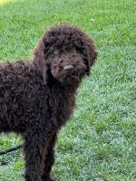Labradoodle Puppies for sale in Othello, WA 99344, USA. price: $750