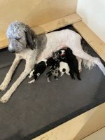 Labradoodle Puppies for sale in Fresno, CA, USA. price: $1,800