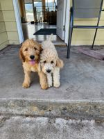 Labradoodle Puppies for sale in Medford, OR, USA. price: NA