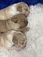 Labradoodle Puppies for sale in Bakersfield, CA, USA. price: $2,500