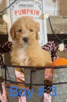 Labradoodle Puppies for sale in Thrall, TX 76578, USA. price: $2,000