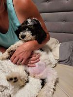 Labradoodle Puppies for sale in Washington, UT 84780, USA. price: $200