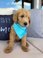 Labradoodle Puppies for sale in Bristow, OK 74010, USA. price: $1,800