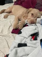 Labradoodle Puppies for sale in Los Angeles, CA, USA. price: $50