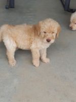 Labradoodle Puppies for sale in 2263 Liberty Rd, Morrowville, KS 66958, USA. price: $250