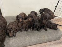 Labradoodle Puppies for sale in Whittier, CA, USA. price: $1,000