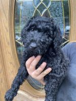 Labradoodle Puppies for sale in Lake, MI 48632, USA. price: $300