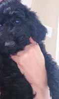 Labradoodle Puppies for sale in Antioch, CA, USA. price: $600