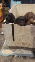 Labradoodle Puppies for sale in Spanaway, WA, USA. price: $300