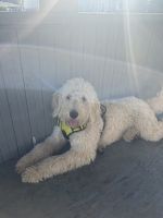 Labradoodle Puppies for sale in Forest Grove, OR 97116, USA. price: $500