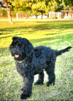Labradoodle Puppies for sale in Waco, TX, USA. price: $500