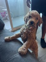 Labradoodle Puppies for sale in Reno, NV, USA. price: $1,200